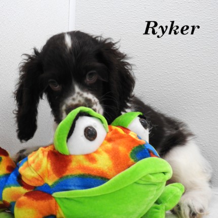 puppy, for, sale, Cocker Spaniel, Joe & Cherri  Overlease, dog, breeder, Miller, MO, dog-breeder, puppy-for-sale, forsale, nearby, find, puppyfind, locator, puppylocator, aca